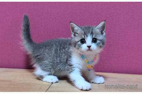 成約済の東京都のマンチカン-101309の4枚目